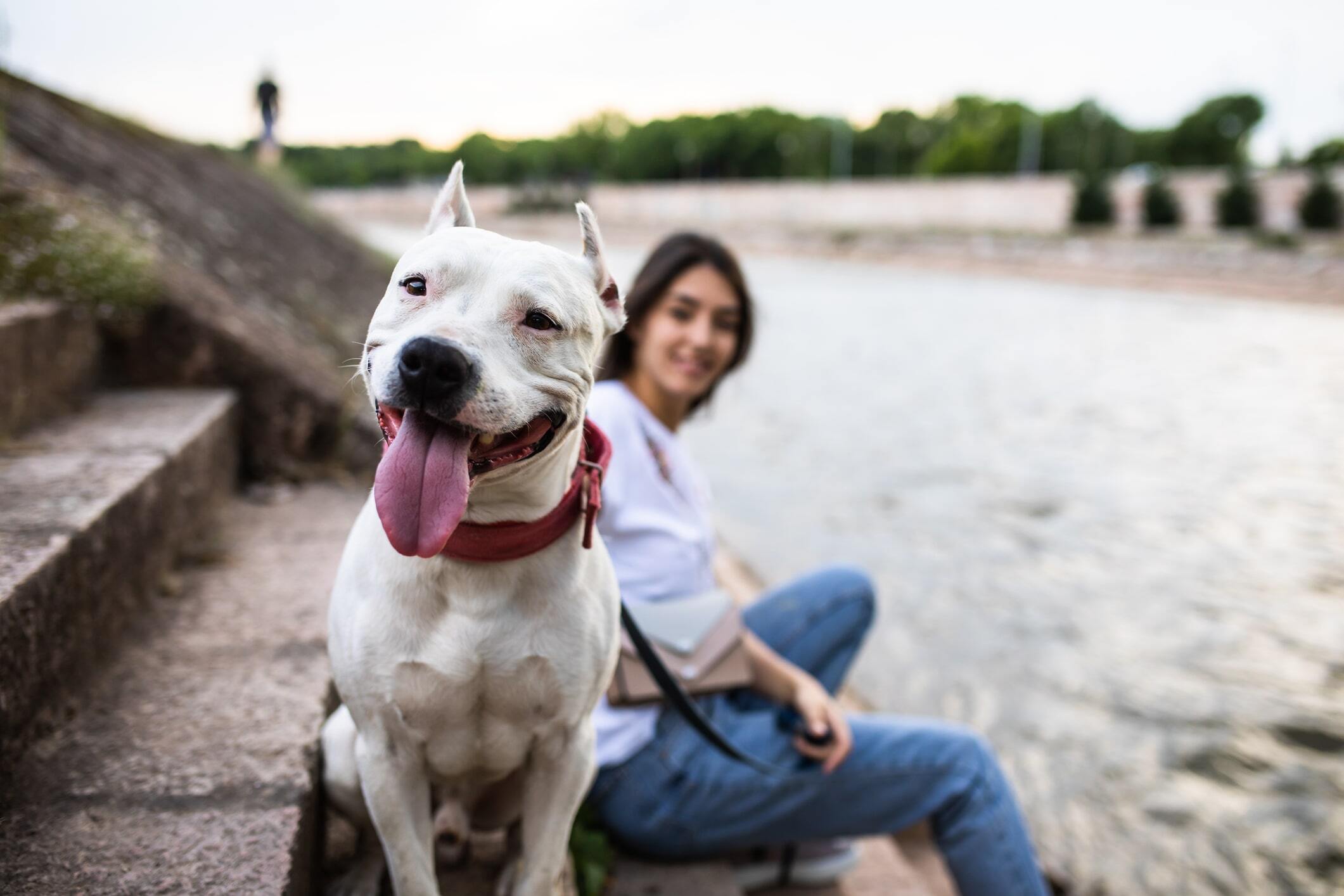 Staffordshire bull terrier