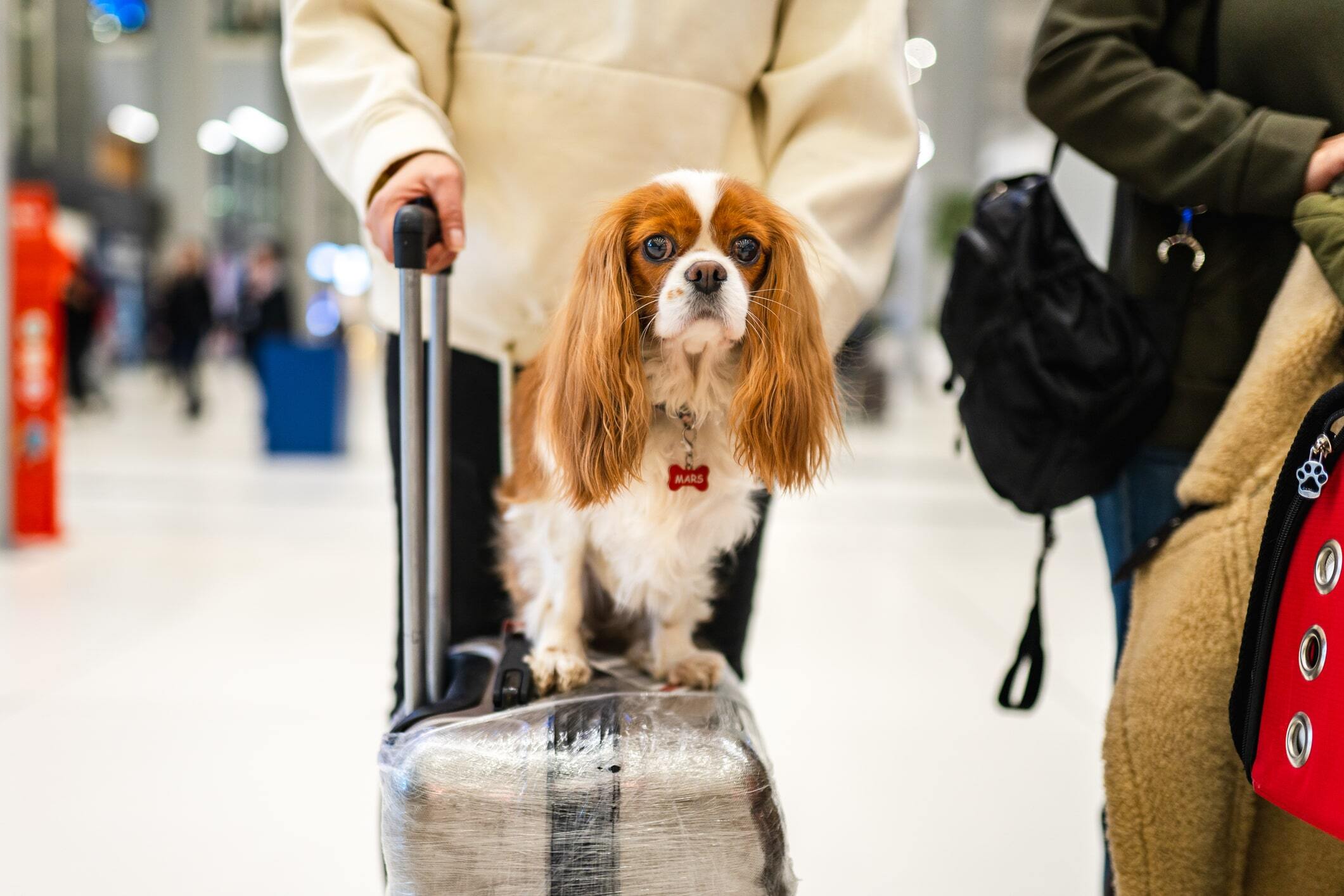 Cavalier King Charles