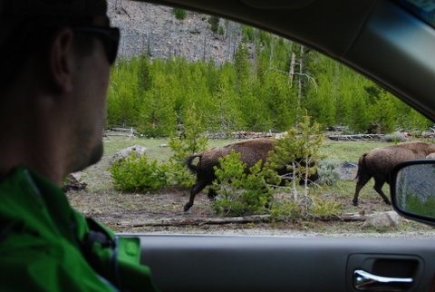 Travel PT Yellowstone Road Trip