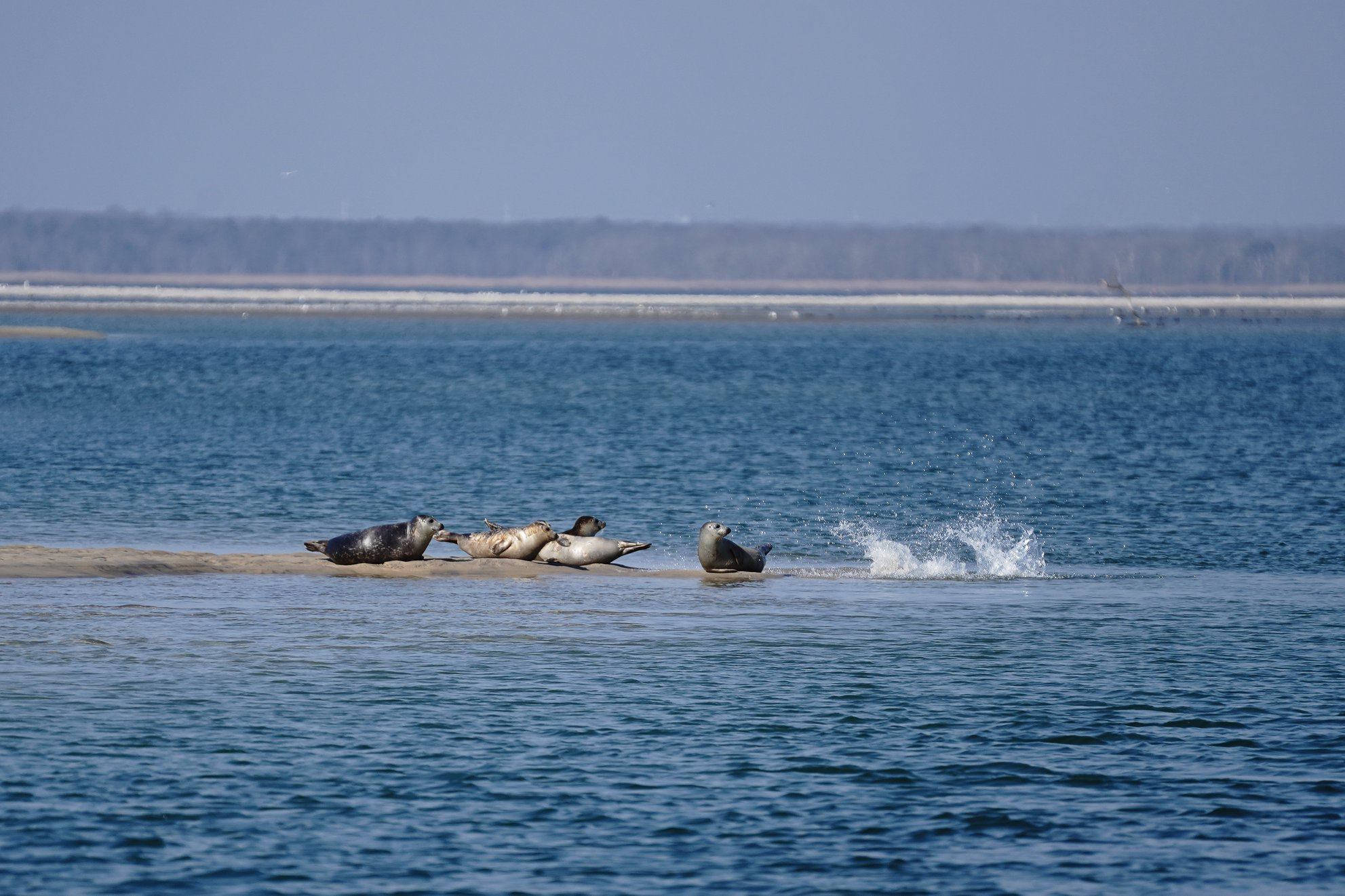 fire island-min