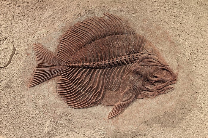 fossil